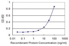 Anti-OTUB Mouse Monoclonal Antibody [clone: 1C12]