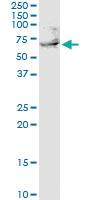 Anti-UTP3 Mouse Polyclonal Antibody