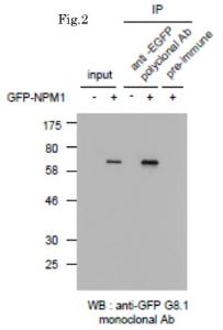 Anti-GFP antibody