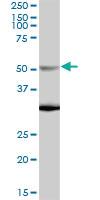 Anti-NUP50 Mouse Polyclonal Antibody