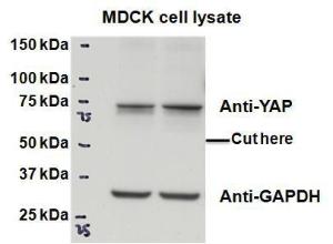 Anti-YAP1 Goat Polyclonal Antibody