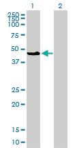 Anti-MAPK8 Mouse Monoclonal Antibody [clone: 2F11]