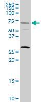 Anti-SRF Mouse Monoclonal Antibody [clone: 1C8]