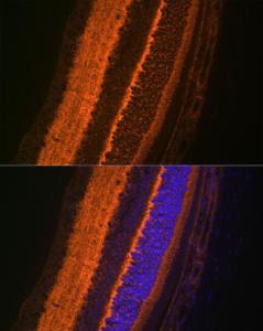 Antibody A307718-100 100 µl