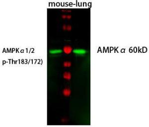 Western blot analysis of mouse-lung cells using Anti-AMPK alpha (phospho Thr172) Antibody at 1:1,000 (4°C overnight). Goat Anti-Rabbit IgG (IRDye 800) was used as a secondary at 1:5,000 (25°C, 1 hour).