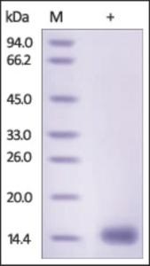 The purity of rh CST5 /Cystatin-D was determined by DTT-reduced (+) SDS-PAGE and staining overnight with Coomassie Blue.