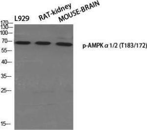 Western blot analysis of various cells using Anti-AMPK alpha (phospho Thr172) Antibody