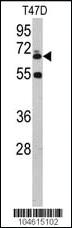 Anti-UBQLN1 Rabbit Polyclonal Antibody