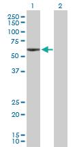 Anti-ANGPTL3 Rabbit Polyclonal Antibody