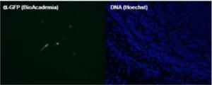 Anti-GFP antibody