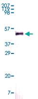 Anti-NAMPT Mouse Monoclonal Antibody [clone: 4E11C9]