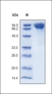 The purity of rh CSF1R was determined by DTT-reduced (+) SDS-PAGE and staining overnight with Coomassie Blue.