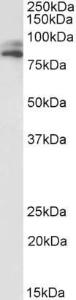 Anti-VPS16 Antibody (A82775) (1 µg/ml) staining of HepG2 lysate (35 µg protein in RIPA buffer). Primary incubation was 1 hour. Detected by chemilu minescence