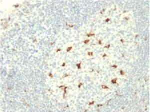 Immunohistochemical analysis of formalin-fixed, paraffin-embedded human tonsil using Anti-CD68 Antibody [C68/2709]