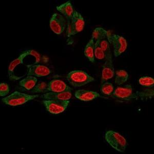 Immunofluorescent analysis of HePG2 cells stained with Anti-GRP94 Antibody [9G10.F8.2] followed by Goat Anti-Mouse IgG (CF&#174; 488) (Green). The nuclear counterstain is RedDot (Red)