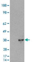 Anti-DOK5 Goat Polyclonal Antibody