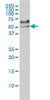 Anti-SRF Mouse Monoclonal Antibody [clone: 1C8]