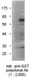 Anti-GST Antibody