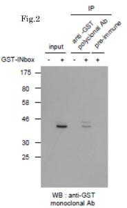 Anti-GST Antibody