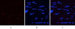 Immunofluorescence analysis of rat heart tissue using Anti-AMPK alpha (phospho Thr172) Antibody (red) at 1:200 (4°C overnight). Cy3 labelled secondary antibody was used at 1:300 (RT 50min). Panel A: Target. Panel B: DAPI. Panel C: Merge.