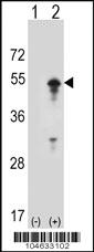 Anti-STAM Rabbit Polyclonal Antibody