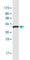 Anti-AFF2 Mouse Monoclonal Antibody [clone: 4D11]