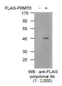 Anti-YKDDDDK Antibody