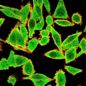 Immunofluorescent analysis of PFA fixed HeLa cells stained with Anti-GTF2H2 Antibody [PCRP-GTF2H2-1B9] followed by Goat Anti-Mouse IgG (CF and #174; 488) (Green). Counterstain is Phalloidin (Red)