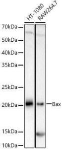 Western blot analysis of various lysates, using Anti-Bax Antibody [ARC5006-10] (A306010) at 1:10000 dilution. The secondary Antibody was Goat Anti-Rabbit IgG H&L Antibody (HRP) at 1:10000 dilution. Lysates/proteins were present at 25 µg per lane