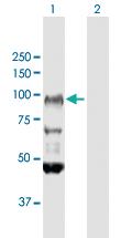 Anti-FXR2 Rabbit Polyclonal Antibody