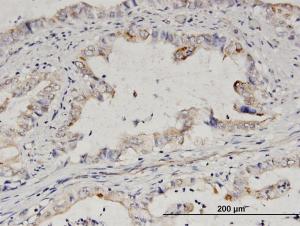 Anti-NUP50 Mouse Polyclonal Antibody