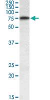 Anti-RARS Goat Polyclonal Antibody