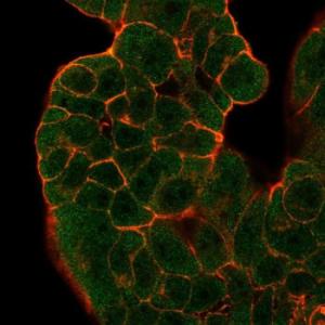 Immunofluorescent analysis of PFA fixed MCF-7 cells stained with Anti-GTF2H2 Antibody [PCRP-GTF2H2-1B9] followed by Goat Anti-Mouse IgG (CF and #174; 488) (Green). Counterstain is Phalloidin (Red)