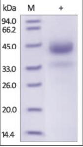 The purity of rh CTSB was determined by DTT-reduced (+) SDS-PAGE and staining overnight with Coomassie Blue.