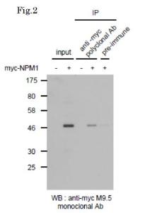 Anti-Myc Tag Rabbit Polyclonal Antibody