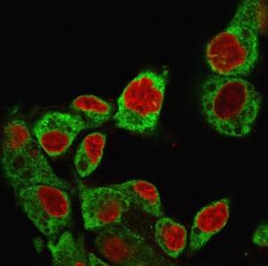 Immunofluorescent analysis of HePG2 cells stained with Anti-GRP94 Antibody [SPM249] followed by Goat Anti-Mouse IgG (CF&#174; 488) (Green). The nuclear counterstain is RedDot (Red).