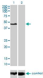 Anti-MAPK8 Mouse Monoclonal Antibody [clone: 2F11]