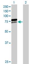 Anti-AIFM1 Mouse Polyclonal Antibody