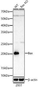 Western blot analysis of extracts from wild type(WT) and Bax knockout (KO) 293T cells, using Anti-Bax Antibody [ARC5006-10] (A306010) at 1:10000 dilution. The secondary Antibody was Goat Anti-Rabbit IgG H&L Antibody (HRP) at 1:10000 dilution