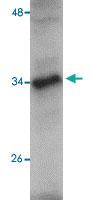 Anti-JMJD7 Rabbit Polyclonal Antibody