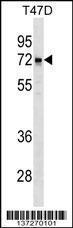 Anti-LCORL Rabbit Polyclonal Antibody (APC (Allophycocyanin))