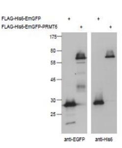 Anti-his tag Antibody