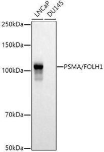 Western blot analysis of extracts of various cell lines, using Anti-PSMA Antibody (A308937) at 1:500 dilution