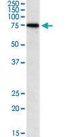 Anti-SNX1 Goat Polyclonal Antibody