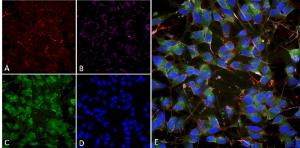 Immunocytochemistry/Immunofluorescence analysis of human differentiated SH-SY5Y, using Anti-VGluT1 Antibody [S28-9] (A304823), at 1:100