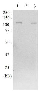 Anti-beta Galactosidase Antibody