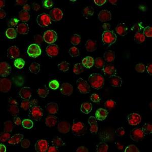 Anti-CD74 Mouse Monoclonal Antibody [Clone: SPM523]