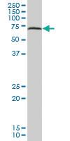 Anti-AIFM1 Mouse Polyclonal Antibody