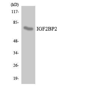 Anti-IGF2BP2 antibody