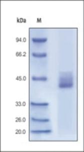 The purity of rh CXCR4 Fc Chimera was determined by DTT-reduced (+) SDS-PAGE and staining overnight with Coomassie Blue.